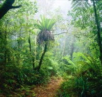Lamington National Park Green Mountains Section - Sunshine Coast Guide