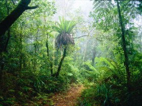 Lamington National Park, Green Mountains Section - Sunshine Coast Guide 0