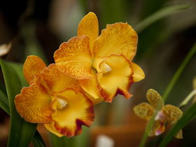 Queens Park - Orchid House - Sunshine Coast Guide 0