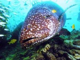 Lady Musgrave Island Dive Sites - Sunshine Coast Guide 0