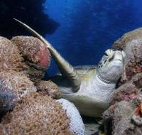 Light House Bommie Dive Site - Sunshine Coast Guide