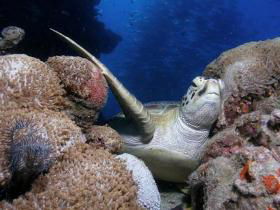 Light House Bommie Dive Site - Sunshine Coast Guide 0