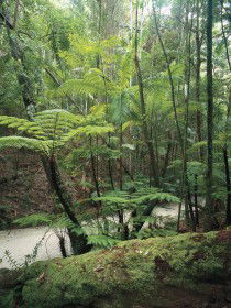 Fraser Island Great Walk - Sunshine Coast Guide 0
