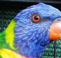 Fraser Coast Wildlife Sanctuary - Sunshine Coast Guide