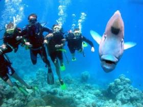Henderson's Rock Dive Site - Sunshine Coast Guide 0
