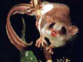 Carrowong Fauna Sanctuary - Sunshine Coast Guide 0