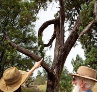 Charleville - Outback Native Timber Walk - Sunshine Coast Guide