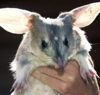Charleville - Bilby Experience - Sunshine Coast Guide
