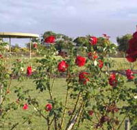 Elizabeth Park Rose Gardens - Sunshine Coast Guide