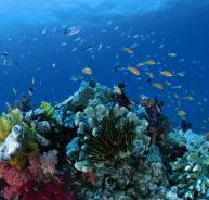 Cherubs Cave Dive Site - Sunshine Coast Guide
