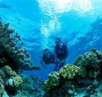 Coral Gardens Dive Site - Sunshine Coast Guide
