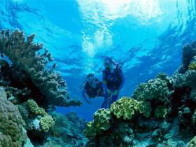 Coral Gardens Dive Site - Sunshine Coast Guide 0