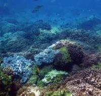 Hoffman's Rocks Dive Site - Sunshine Coast Guide