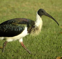 Toowoomba Bicentennial Waterbird Habitat - Sunshine Coast Guide