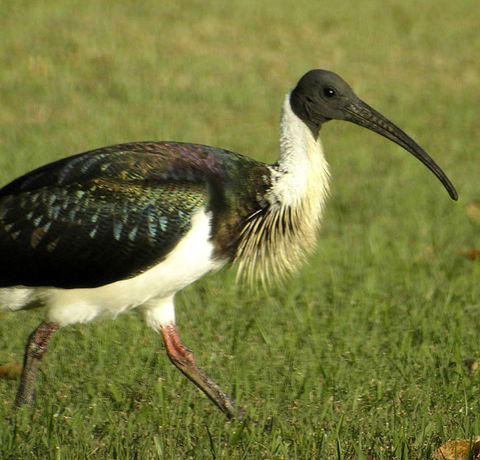 Toowoomba Bicentennial Waterbird Habitat - Sunshine Coast Guide 0