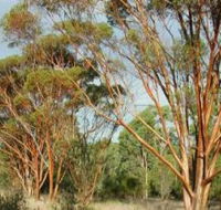 Myall Park Botanic Garden - Sunshine Coast Guide