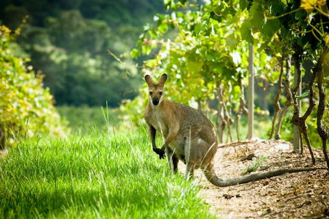 Sirromet Winery - Sunshine Coast Guide 2