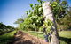 Sirromet Winery - thumb 3