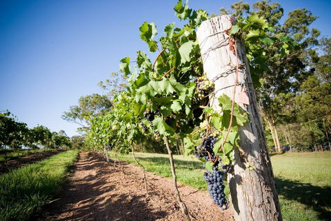 Sirromet Winery - Sunshine Coast Guide 3