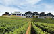 Sirromet Winery - thumb 12