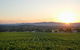Sirromet Winery - thumb 13