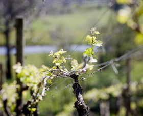 Elan Vineyard And Winery - Sunshine Coast Guide 0