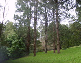 Mount Dandenong Arboretum - Sunshine Coast Guide 0
