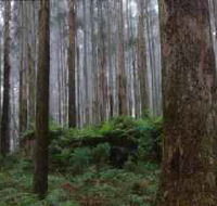 Kinglake National Park - Sunshine Coast Guide