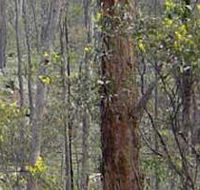Heathcote-Graytown National Park - Sunshine Coast Guide