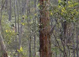 Heathcote-Graytown National Park - Sunshine Coast Guide 0