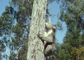 Creswick Regional Park - Sunshine Coast Guide 0