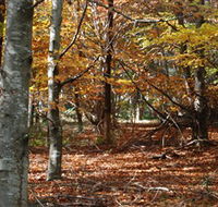 RJ Hamer Arboretum - Sunshine Coast Guide