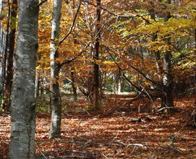 RJ Hamer Arboretum - Sunshine Coast Guide 0