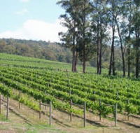 Piedmont Vineyard - Sunshine Coast Guide