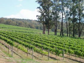 Piedmont Vineyard - Sunshine Coast Guide 0