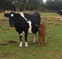 Animal Land Children's Farm - Sunshine Coast Guide