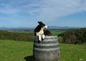 Windy Ridge Vineyard And Winery - Sunshine Coast Guide 0