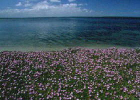 Glomar Beach VIC Sunshine Coast Guide