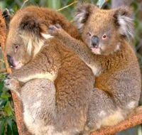 Shoalhaven Zoo - Sunshine Coast Guide
