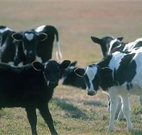 Bodalla Dairy Cheese Factory - Sunshine Coast Guide