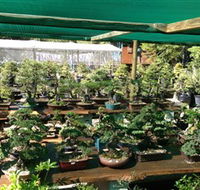 Bonsai at the Bay - Sunshine Coast Guide