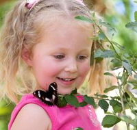 Coffs Harbour Butterfly House - Sunshine Coast Guide