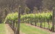 Diamond Creek Estate Cellar Door - thumb 2