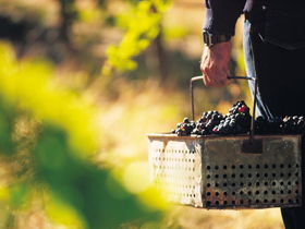 Hartz Barn Wines - Sunshine Coast Guide 1
