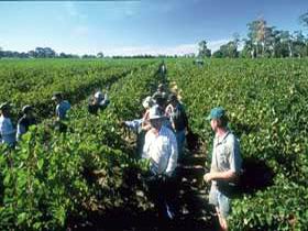 Padthaway Estate Winery - Sunshine Coast Guide 1
