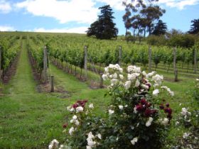 Cattle Creek ACT Sunshine Coast Guide