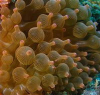 Coral Gardens Dive Site Mooloolaba - Sunshine Coast Guide