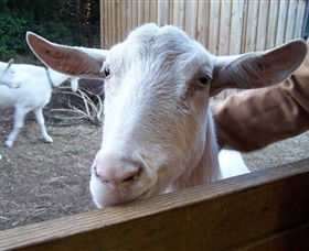 Drysdale Cheeses - Sunshine Coast Guide 0