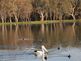 Drysdale Cheeses - Sunshine Coast Guide 7