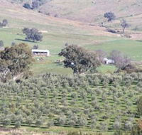 Wymah Organic Olives and Lambs - Sunshine Coast Guide